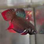 GREEN-RED ORIGINAL SPLENDENS Male Wild Betta Our Choice (CBM-1090)