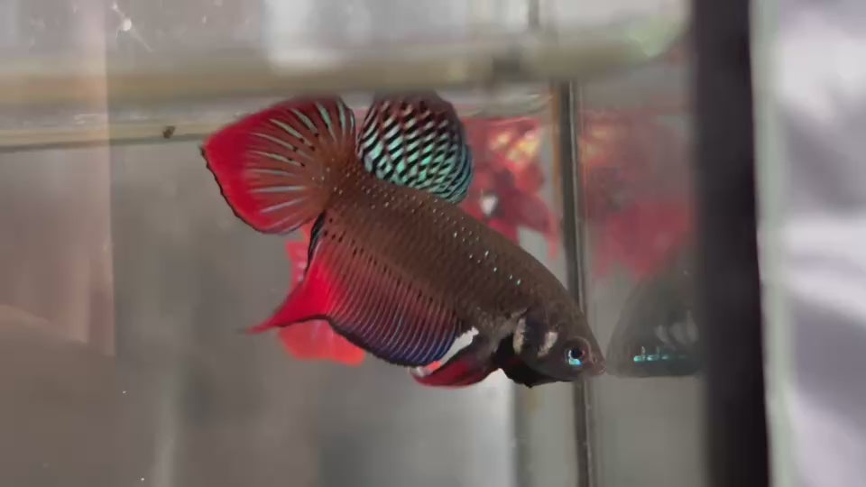 GREEN-RED ORIGINAL SPLENDENS Male Wild Betta Our Choice (CBM-1090)