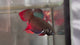 GREEN-RED ORIGINAL SPLENDENS Male Wild Betta Our Choice (CBM-1090)