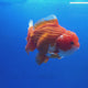 Thai Jumbo Oranda Red & White 4in Female (FEB-223)R2A13