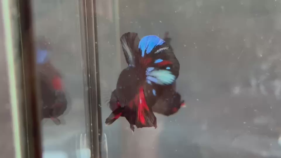 Live Male Betta Black Galaxy Avatar Plakat (TNK-A818) High quality what you see what you get!!