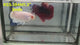 Live Male Betta Blue rim marble Plakat (RSS-184)High quality what you see what you get!!