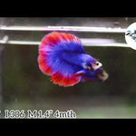 (BBF-A306) Blue Fancy Double Halfmoon Male Betta