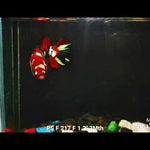 Live Betta Fish Red Galaxy Koi Plakat Our Choice (CBG-024) R7B01