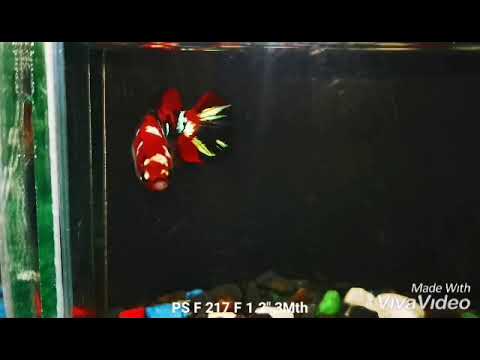 Live Betta Fish Red Galaxy Koi Plakat Our Choice (CBG-024) R7B01