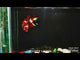 Live Betta Fish Red Galaxy Koi Plakat Our Choice (CBG-024) R7B01