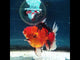 (NOK-300A) Thai Apache Orchid Tail Oranda 3.50 inch Body Male 6 Months Age |PREORDER