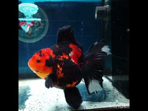 (NOK-295A) Thai Apache Orchid Tail Oranda 3.50 inch Body Female 6 Months Age |PREORDER