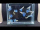 Live Fancy Guppy Fish Premium Quality Blue Grass High Dorsal (CGP-024)