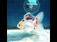 (NOK-329A) Thai Tri Color Orchid Tail Oranda 3.50 inch Body Male 6 Months Age |PREORDER