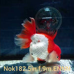 (NOK-182) Thai Jumbo Red/White Orchid Tail Oranda 5.00 inch Body Female 9 Months Age