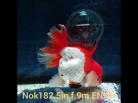 (NOK-182) Thai Jumbo Red/White Orchid Tail Oranda 5.00 inch Body Female 9 Months Age