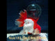 (NOK-182) Thai Jumbo Red/White Orchid Tail Oranda 5.00 inch Body Female 9 Months Age