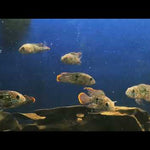 Live Freshwater Aquarium Green Terror American Cichlid (Aequidens Rivulatus)(CHD-107)U005