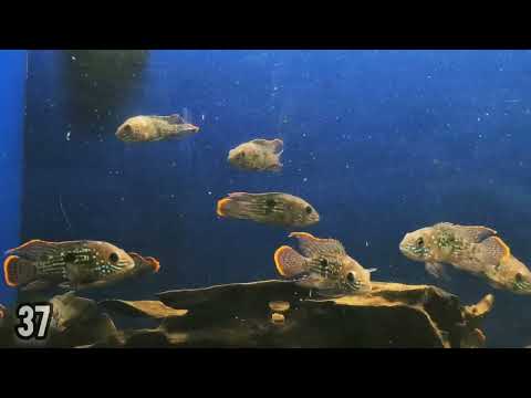 Live Freshwater Aquarium Green Terror American Cichlid (Aequidens Rivulatus)(CHD-107)U005
