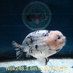 (NOK-248) Thai White Tiger Calico Ranchu 3.50 inch Body Male 6 Months Age
