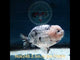 (NOK-248) Thai White Tiger Calico Ranchu 3.50 inch Body Male 6 Months Age