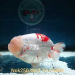 (NOK-250) Thai Red/White Ranchu 4.00 inch Body Female 7 Months Age