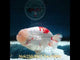 (NOK-250) Thai Red/White Ranchu 4.00 inch Body Female 7 Months Age
