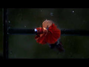 Nemo Galaxy Over Halfmoon Rosetail Male Betta 