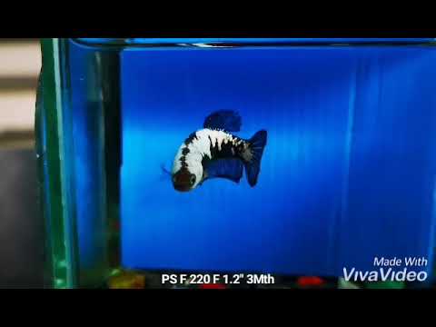Live Betta Fish Super Black Mamba, Samurai Plakat Our Choice (CBG-028) R7B03