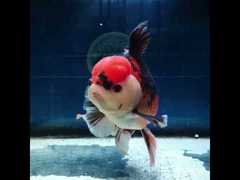 (NOK-336A) Thai Jumbo Tri Color Orchid Tail Oranda 4.50 inch Body Male 8 Months Age |PREORDER