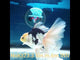 (NOK-323A) Thai Panda Orchid Tail Oranda 3.50 inch Body Male 6 Months Age |PREORDER