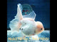 HERE(NOK-273A) Thai White Orchid Tail Oranda 4.00 inch Body Female 7 Months Age |PREORDER