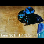 Premium Plakat Male Betta Avatar Our Choice (CBM-1068)