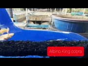 Albino King Cobra/Albino Snake Skin