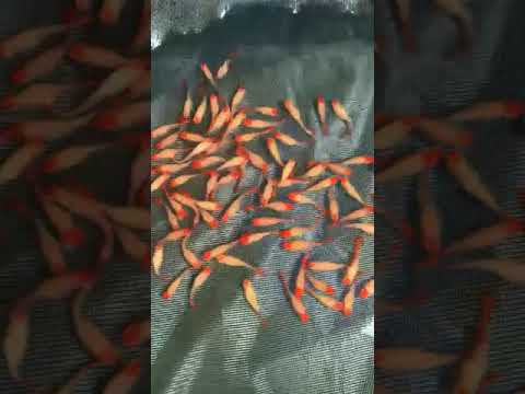 Albino Koi Guppy