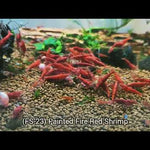 Live Freshwater Aquarium High Quality Painted Fire Red Shrimp 10/$30, 20/$50 (Neocaridina sp.)(FS-023)