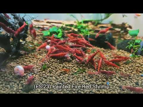 Live Freshwater Aquarium High Quality Painted Fire Red Shrimp 10/$30, 20/$50 (Neocaridina sp.)(FS-023)