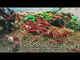 Live Freshwater Aquarium High Quality Painted Fire Red Shrimp 10/$30, 20/$50 (Neocaridina sp.)(FS-023)
