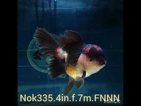 (NOK-335A) Thai Tri Color Orchid Tail Oranda 4.00 inch Body Female 7 Months Age |PREORDER