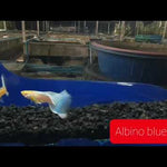 Live Fancy Guppy Fish Premium Quality Albino Blue Big Tail (CGP-003)