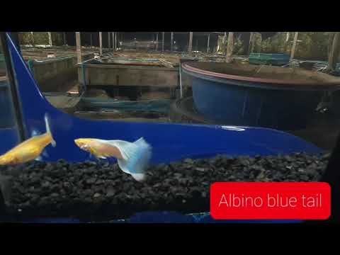 Live Fancy Guppy Fish Premium Quality Albino Blue Big Tail (CGP-003)