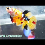 Yellow Galaxy/Fancy Koi Male Plakat Betta Our Choice (CBM-1121)