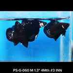 Premium Plakat Male Betta Samurai, Mamba Our Choice (CBM-1043)