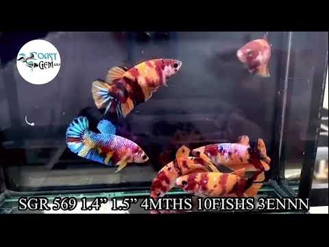 NEMO KOI FEMALE