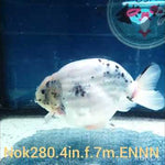 (NOK-280A) Thai White Tiger Calico Ranchu 4.00 inch Body Female 7 Months Age |PREORDER