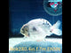 (NOK-280A) Thai White Tiger Calico Ranchu 4.00 inch Body Female 7 Months Age |PREORDER