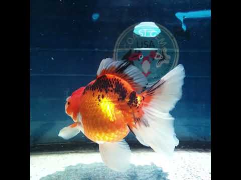 (NOK-290A) Thai Apache Orchid Tail Oranda 3.50 inch Body Female 6 Months Age |PREORDER