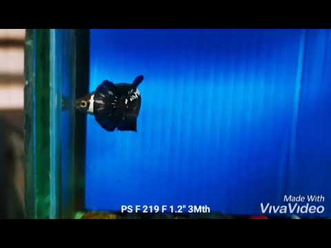 Live Betta Fish Super Black Mamba, Samurai Plakat Our Choice (CBG-028) R7B03