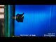 Live Betta Fish Super Black Mamba, Samurai Plakat Our Choice (CBG-028) R7B03