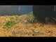 Live Freshwater Aquarium Amano Shrimp Young Adult