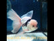 (NOK-345A) Thai Panda Orchid Tail Oranda 4.00 inch Body Male 7 Months Age |PREORDER