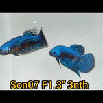 Blue Alien Wild Female Betta