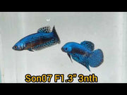 Blue Alien Wild Female Betta