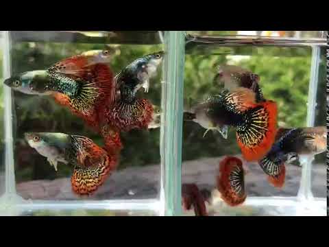 Live Fancy Guppy Fish Premium Quality Red Dragon High Dorsal XL Size (CGP-034)